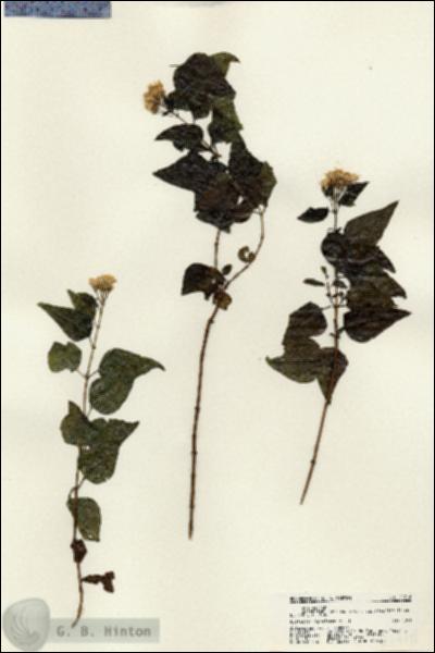 URN_catalog_HBHinton_herbarium_21718.jpg.jpg