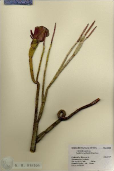 URN_catalog_HBHinton_herbarium_27322.jpg.jpg