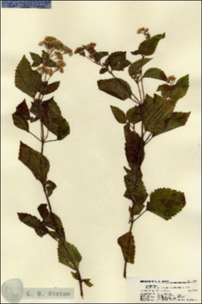 URN_catalog_HBHinton_herbarium_22482.jpg.jpg