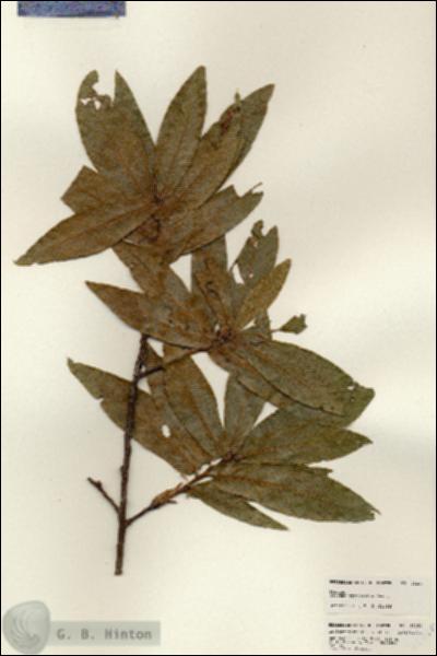URN_catalog_HBHinton_herbarium_25250.jpg.jpg