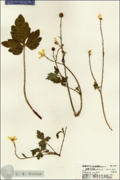 URN_catalog_HBHinton_herbarium_21300.jpg.jpg
