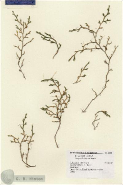URN_catalog_HBHinton_herbarium_8423.jpg.jpg