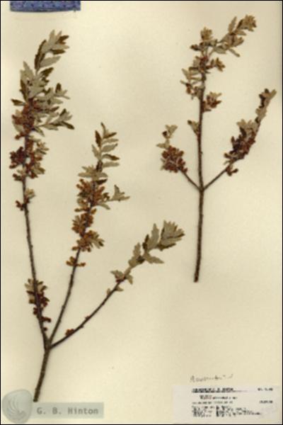 URN_catalog_HBHinton_herbarium_18393.jpg.jpg