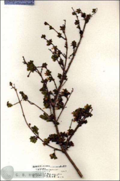 URN_catalog_HBHinton_herbarium_20992.jpg.jpg
