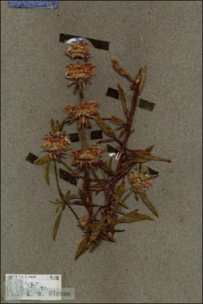 URN_catalog_HBHinton_herbarium_17250.jpg.jpg