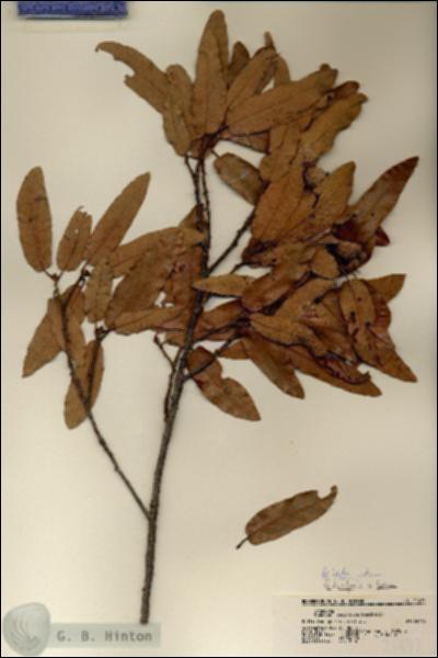 URN_catalog_HBHinton_herbarium_21473.jpg.jpg