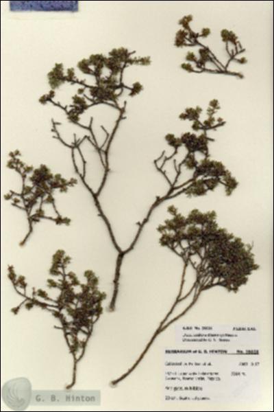 URN_catalog_HBHinton_herbarium_28028.jpg.jpg