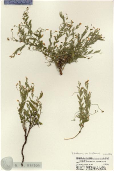 URN_catalog_HBHinton_herbarium_21148.jpg.jpg