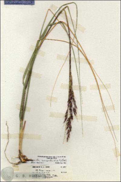 URN_catalog_HBHinton_herbarium_20194.jpg.jpg