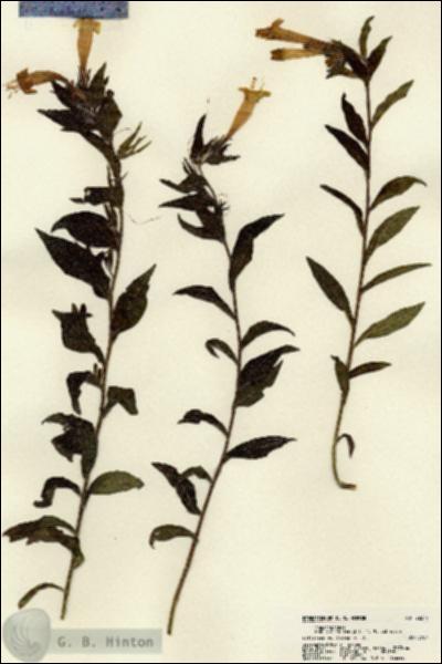 URN_catalog_HBHinton_herbarium_22277.jpg.jpg