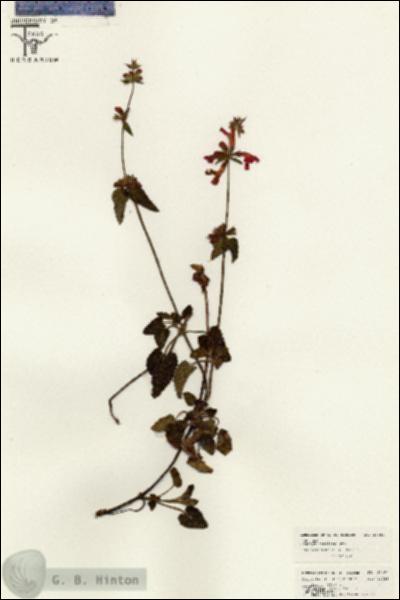 URN_catalog_HBHinton_herbarium_26401.jpg.jpg