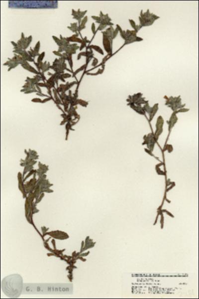 URN_catalog_HBHinton_herbarium_21184.jpg.jpg