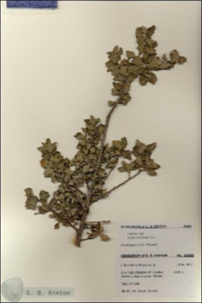 URN_catalog_HBHinton_herbarium_28480.jpg.jpg