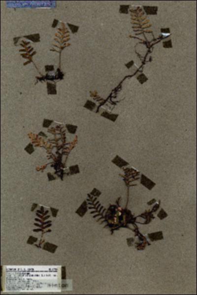 URN_catalog_HBHinton_herbarium_17954.jpg.jpg