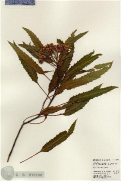URN_catalog_HBHinton_herbarium_24455.jpg.jpg