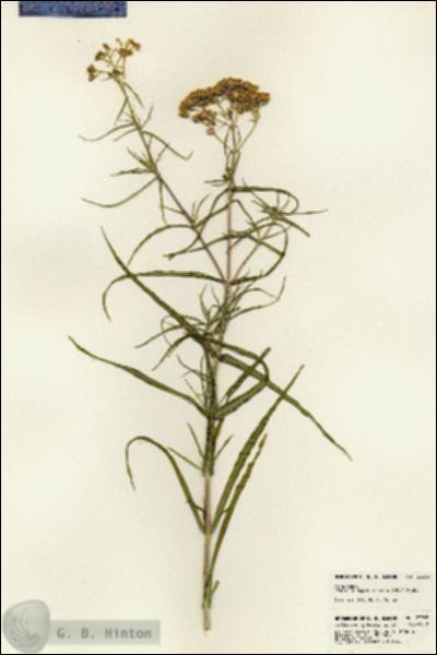 URN_catalog_HBHinton_herbarium_23338.jpg.jpg
