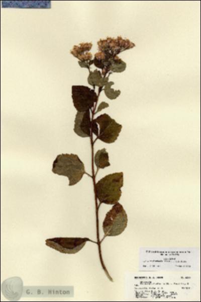 URN_catalog_HBHinton_herbarium_22517.jpg.jpg