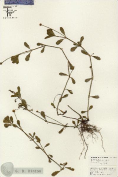 URN_catalog_HBHinton_herbarium_26503.jpg.jpg
