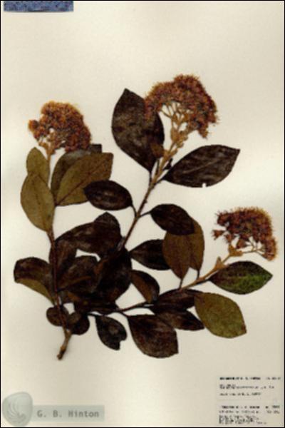 URN_catalog_HBHinton_herbarium_23829.jpg.jpg
