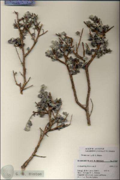 URN_catalog_HBHinton_herbarium_27367.jpg.jpg