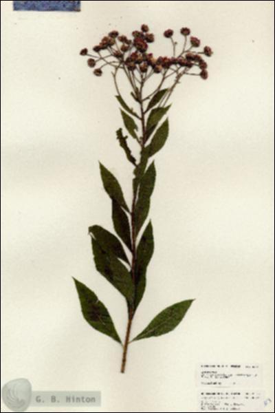 URN_catalog_HBHinton_herbarium_25313.jpg.jpg