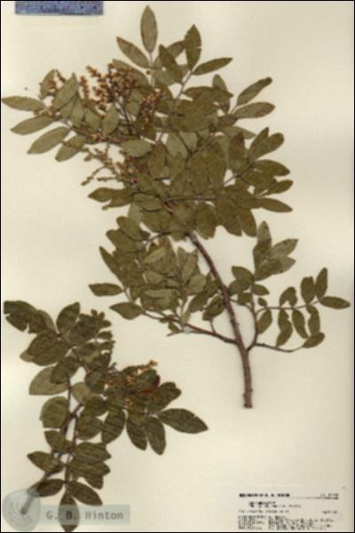 URN_catalog_HBHinton_herbarium_22158.jpg.jpg