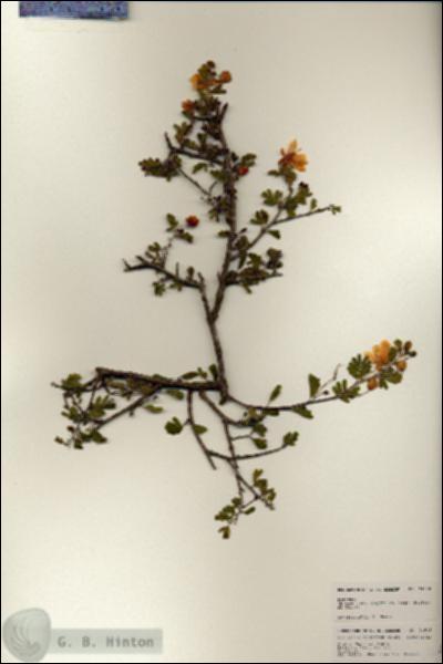 URN_catalog_HBHinton_herbarium_24618.jpg.jpg