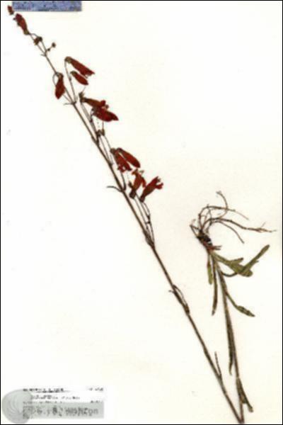 URN_catalog_HBHinton_herbarium_20431.jpg.jpg