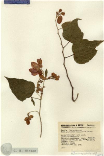 URN_catalog_HBHinton_herbarium_16203.jpg.jpg