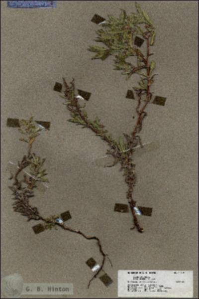 URN_catalog_HBHinton_herbarium_17659.jpg.jpg