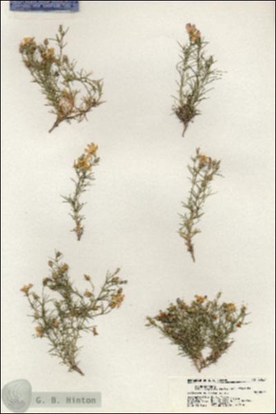 URN_catalog_HBHinton_herbarium_20621.jpg.jpg