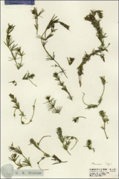 URN_catalog_HBHinton_herbarium_18787.jpg.jpg