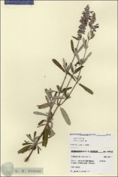 URN_catalog_HBHinton_herbarium_27910.jpg.jpg
