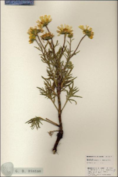 URN_catalog_HBHinton_herbarium_25339.jpg.jpg