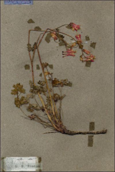 URN_catalog_HBHinton_herbarium_18125.jpg.jpg