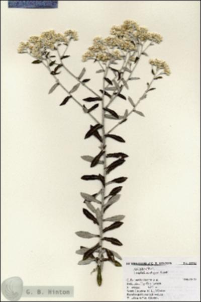 URN_catalog_HBHinton_herbarium_25982.jpg.jpg