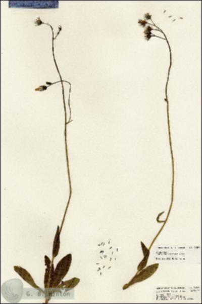 URN_catalog_HBHinton_herbarium_24386.jpg.jpg