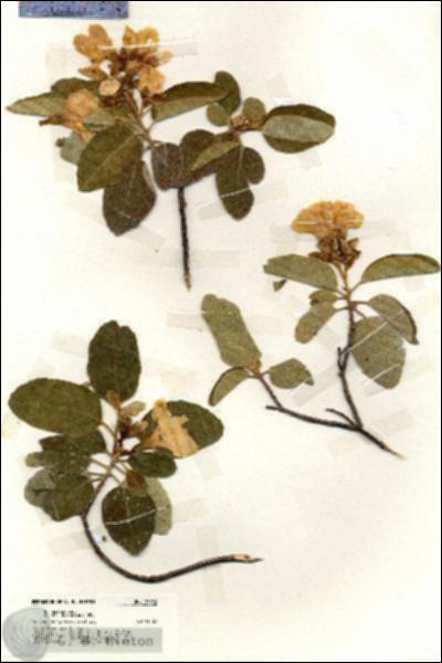 URN_catalog_HBHinton_herbarium_19942.jpg.jpg