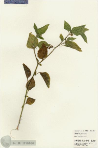 URN_catalog_HBHinton_herbarium_23040.jpg.jpg