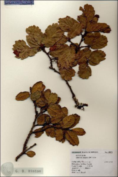 URN_catalog_HBHinton_herbarium_18953.jpg.jpg