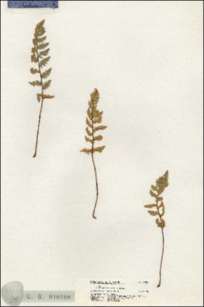 URN_catalog_HBHinton_herbarium_20855.jpg.jpg