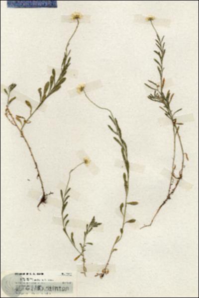 URN_catalog_HBHinton_herbarium_19911.jpg.jpg