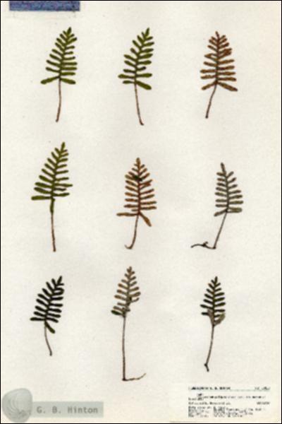 URN_catalog_HBHinton_herbarium_20820.jpg.jpg