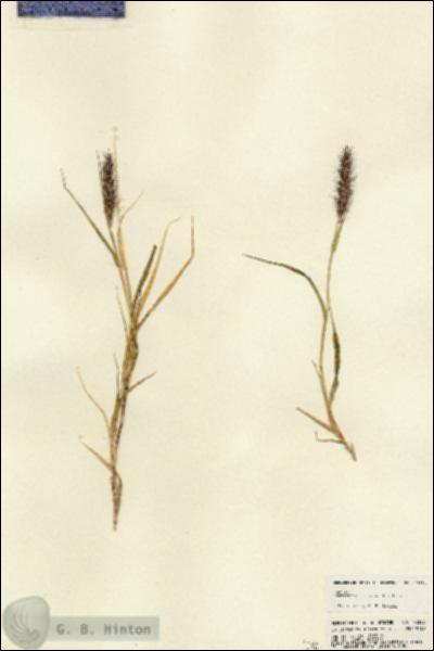 URN_catalog_HBHinton_herbarium_23352.jpg.jpg