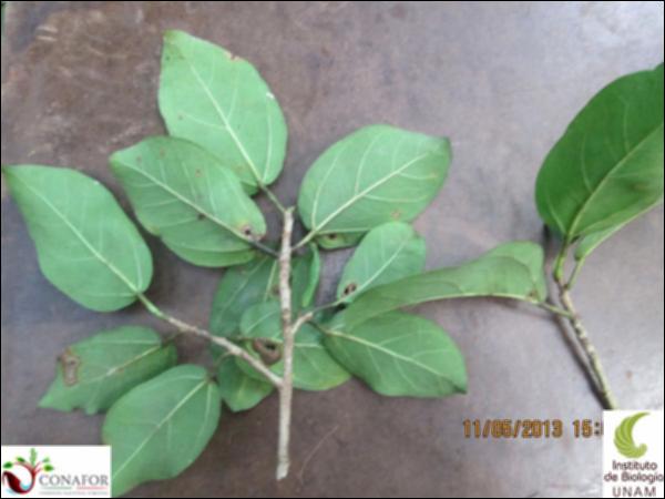 51450_S1_HJ2_20131105_016_001.jpg.jpg