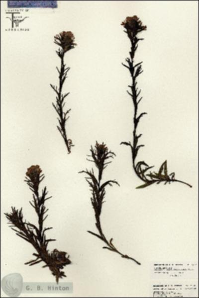 URN_catalog_HBHinton_herbarium_26581.jpg.jpg