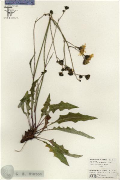 URN_catalog_HBHinton_herbarium_26518.jpg.jpg