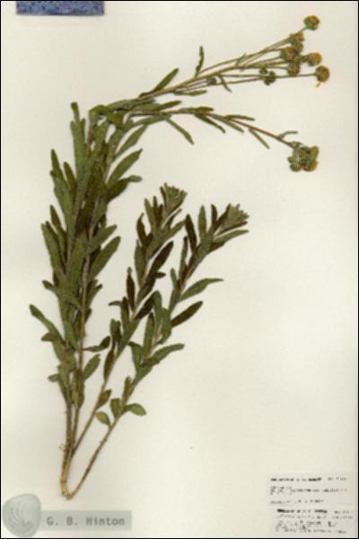 URN_catalog_HBHinton_herbarium_25455.jpg.jpg