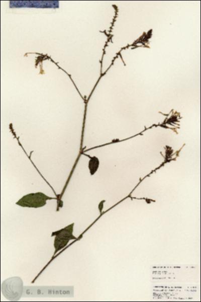 URN_catalog_HBHinton_herbarium_25013.jpg.jpg