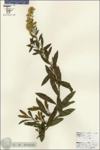 URN_catalog_HBHinton_herbarium_25886.jpg.jpg